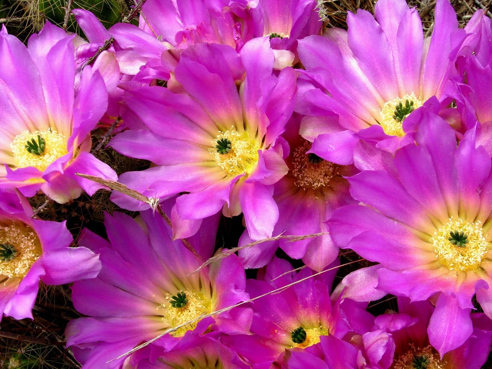 Echinocereus cinerascens